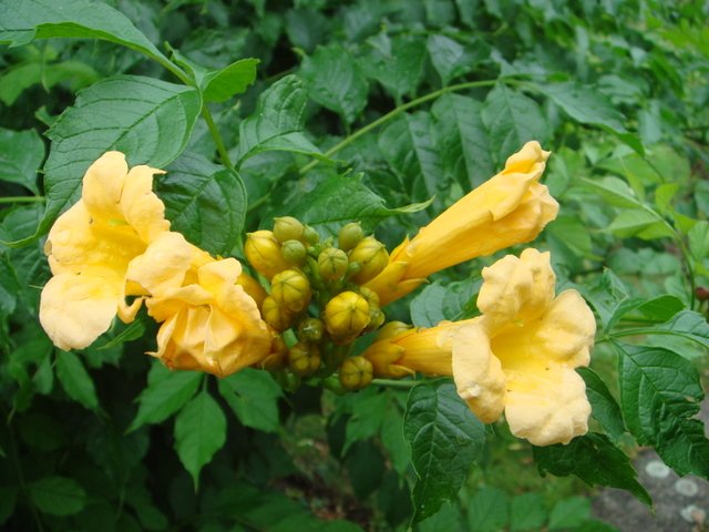 Campsis radicans 'Flava' fleur